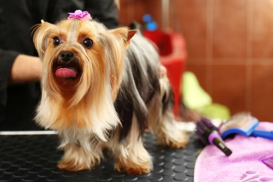 Foto ilustrativa: petshop, banho e tosa